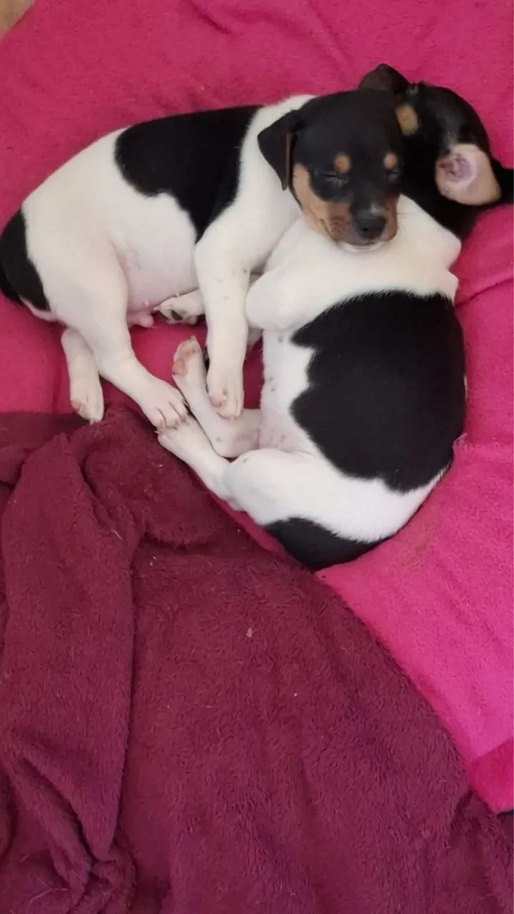 Cachorrinho fox paulistinha  - Foto 2