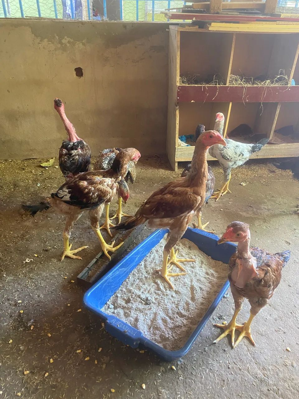 Frangos índios gigantes  - Foto 2
