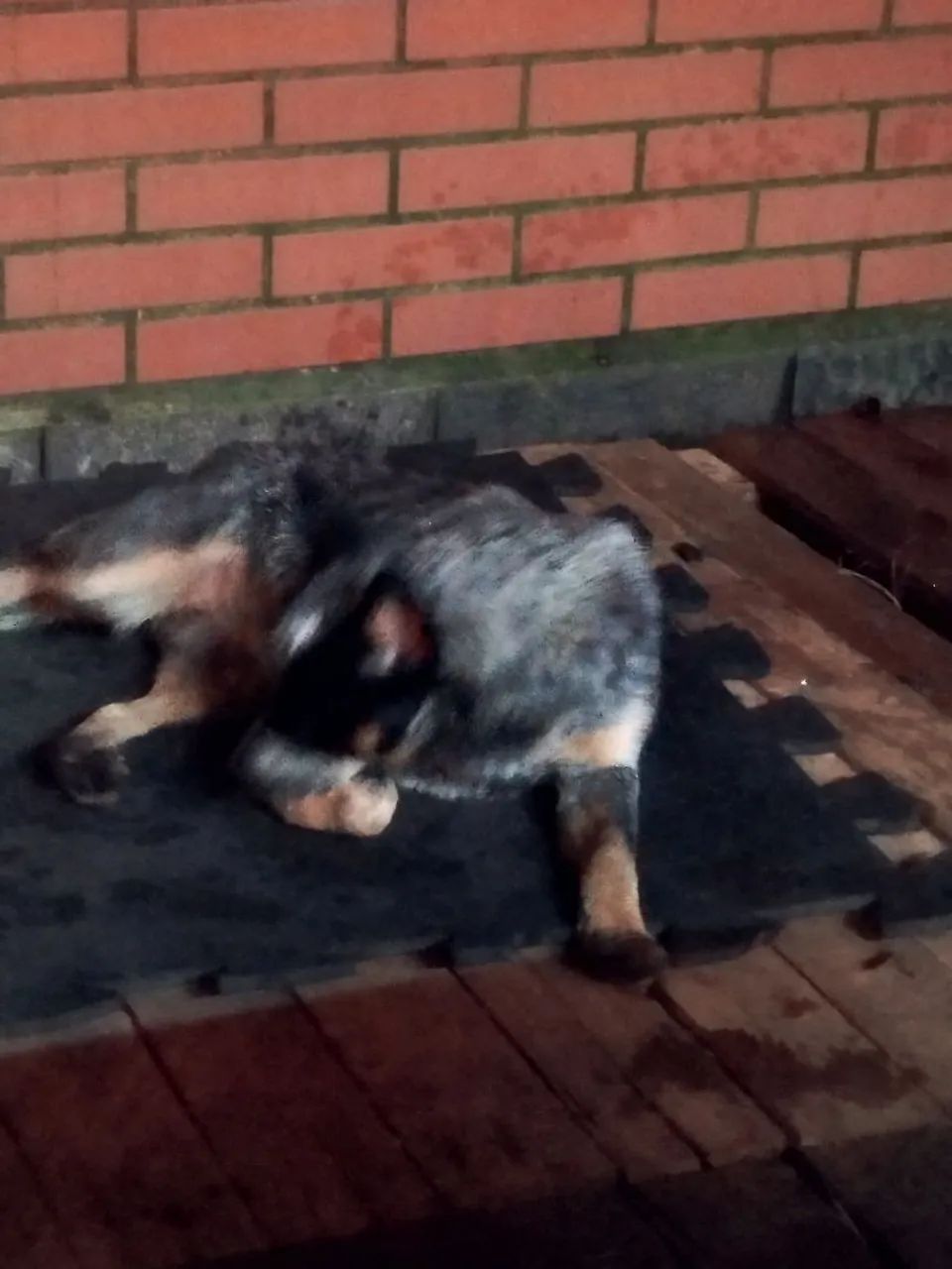 Doação de cachorro - Foto 4