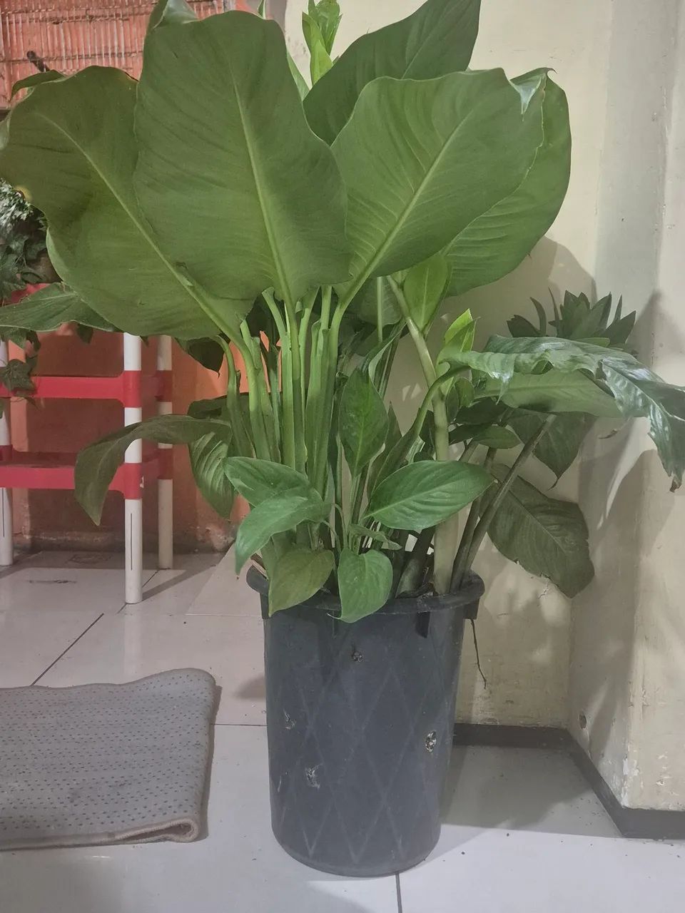 Planta Lírio da Paz