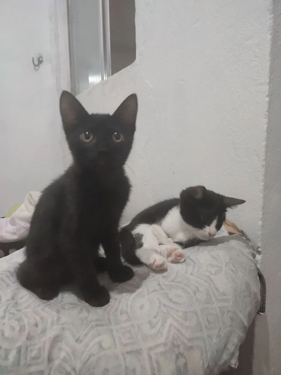 Gatinhas Para Adoção