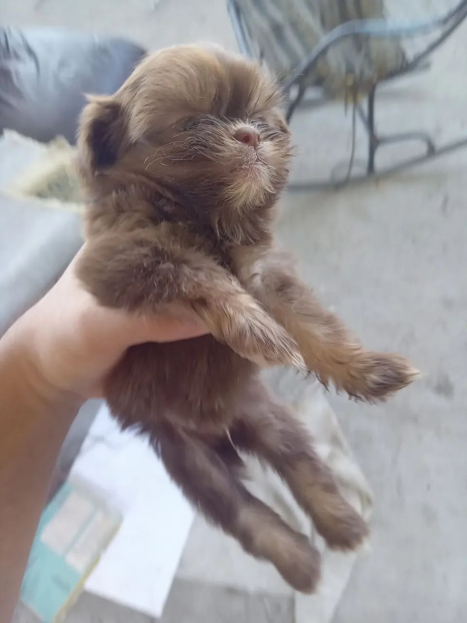 Cachorro shitsu - Foto 2