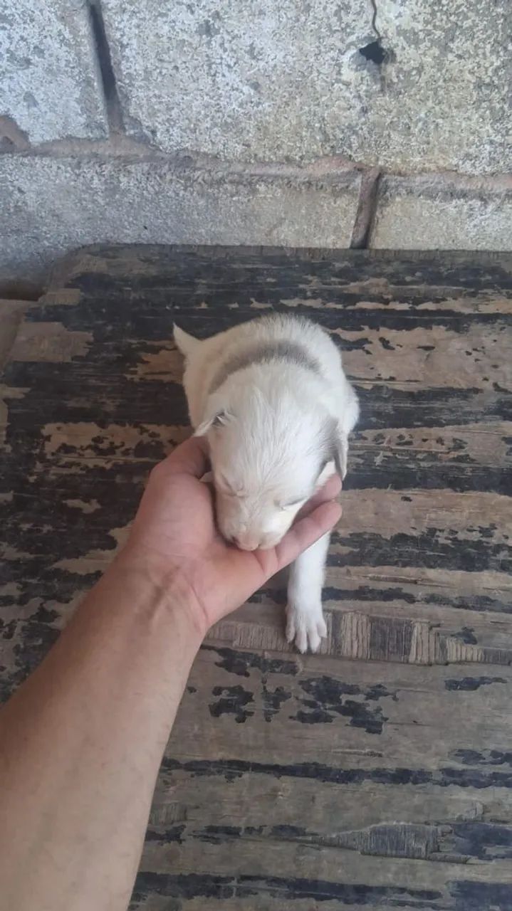Cachorros boder cole  - Foto 3
