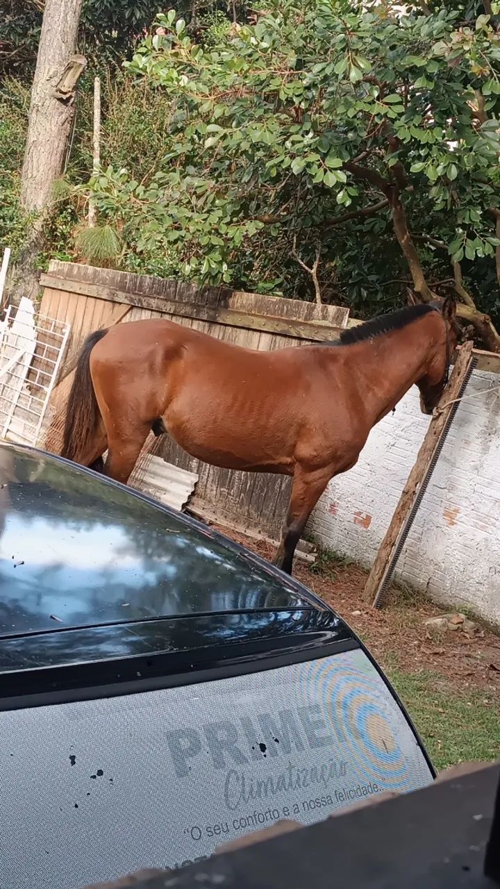 vendo cavalo manso - Foto 3
