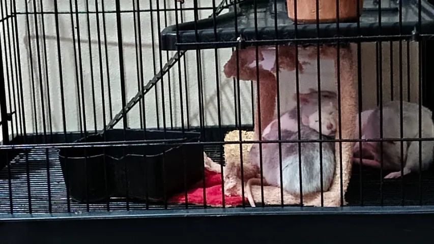 Vendo ratas - Foto 4