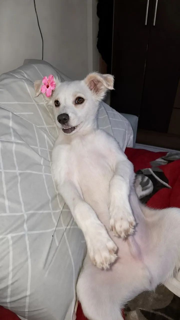 doação pet dócil  - Foto 3