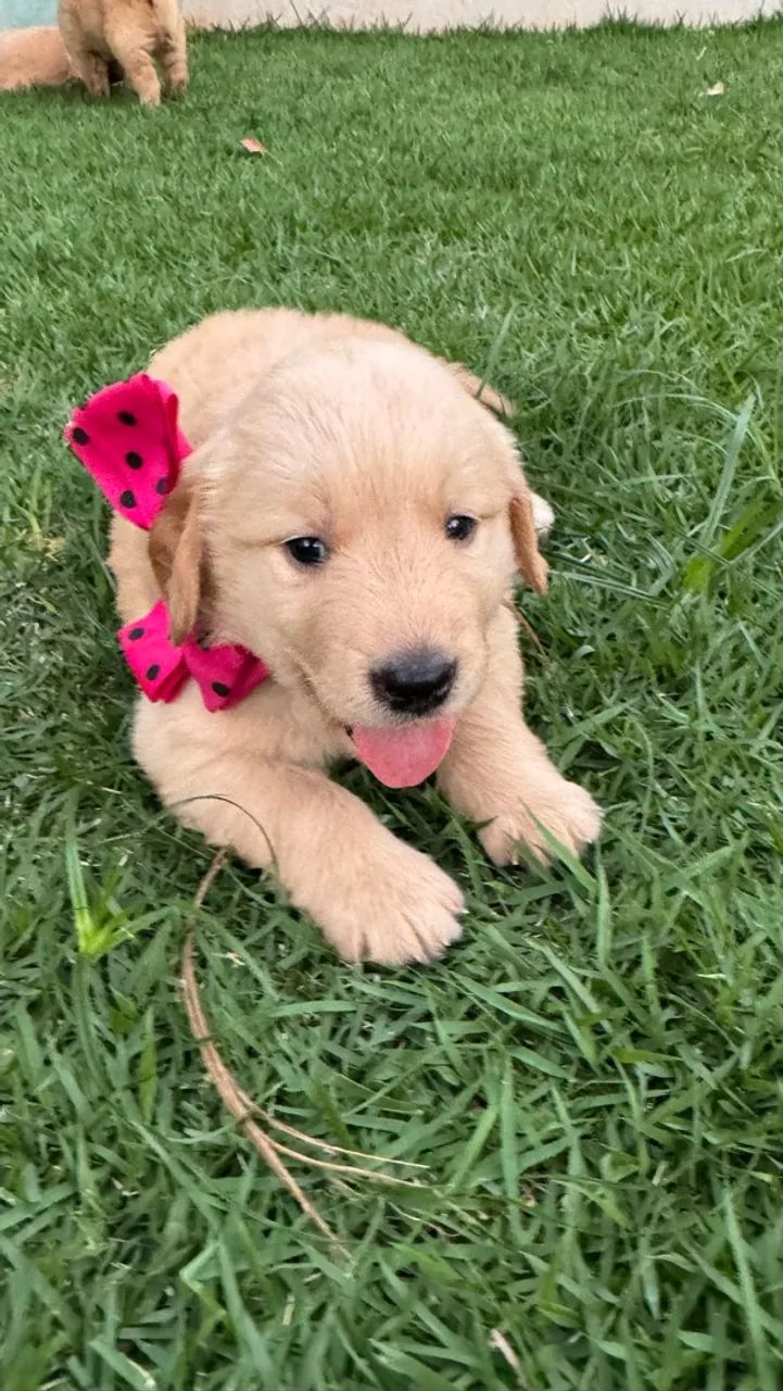 Golden retriever 