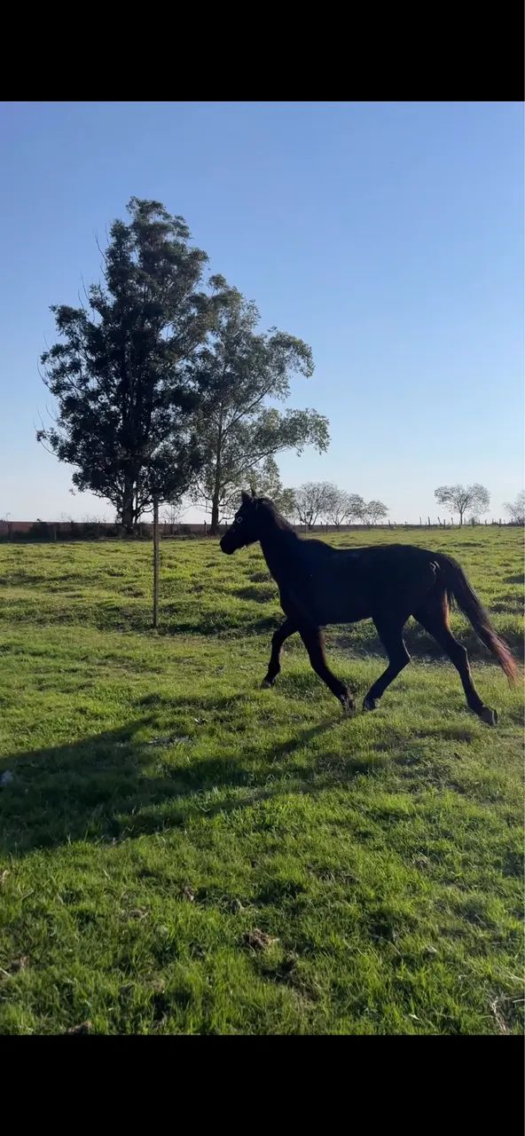 Cavalo  - Foto 4