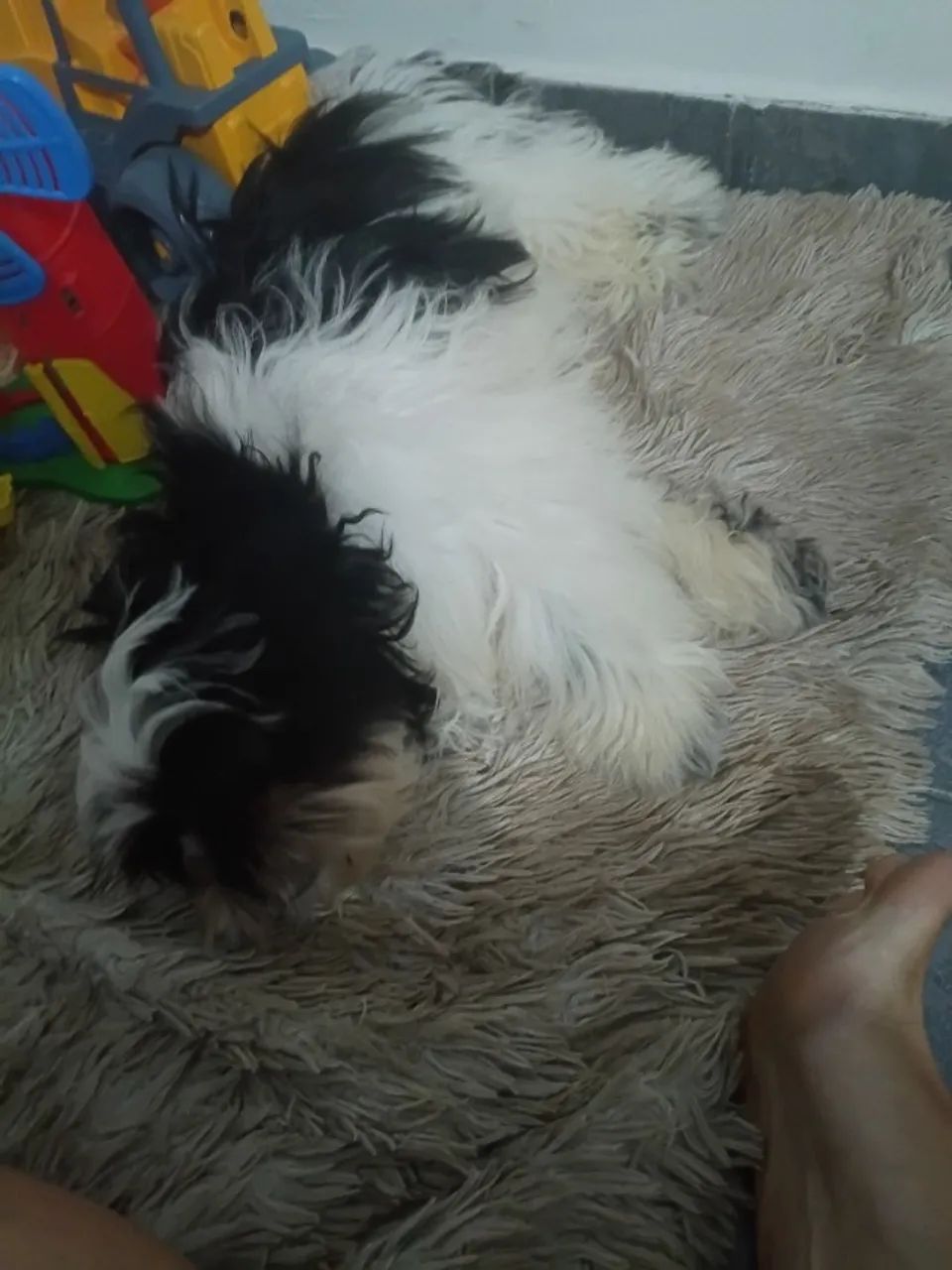 Shitzu  - Foto 2