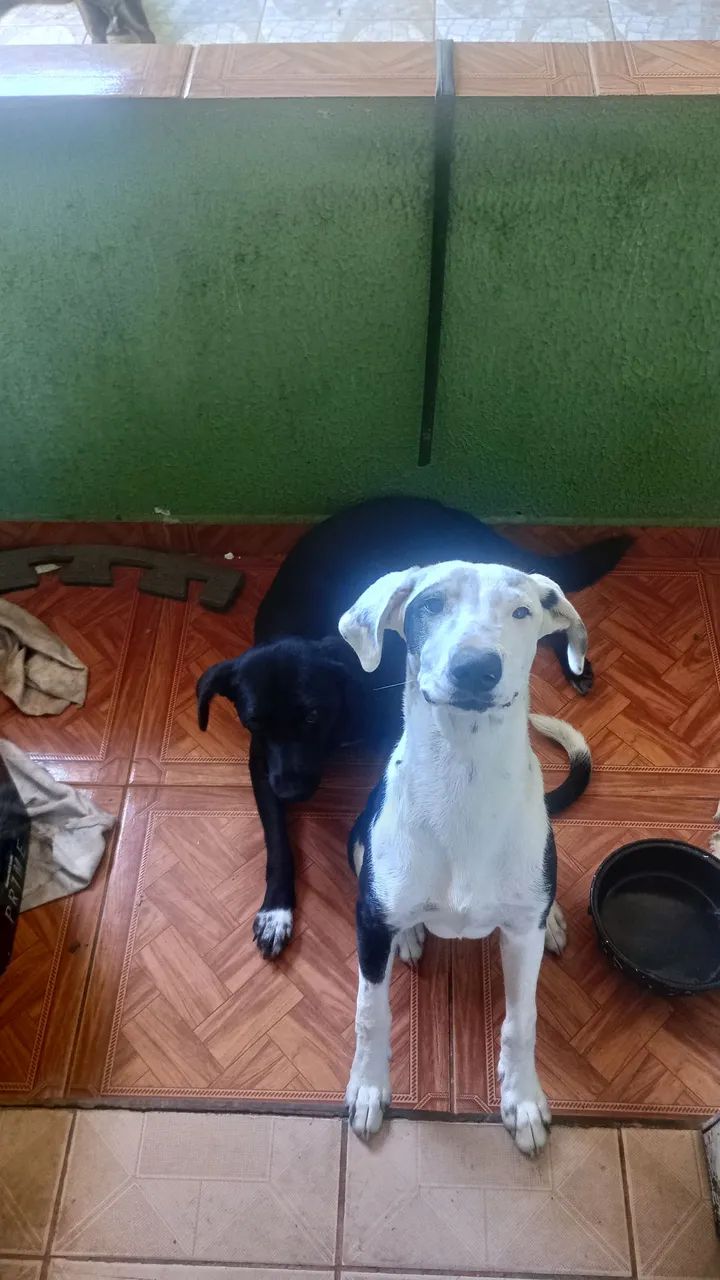 Cachorro macho  - Foto 2