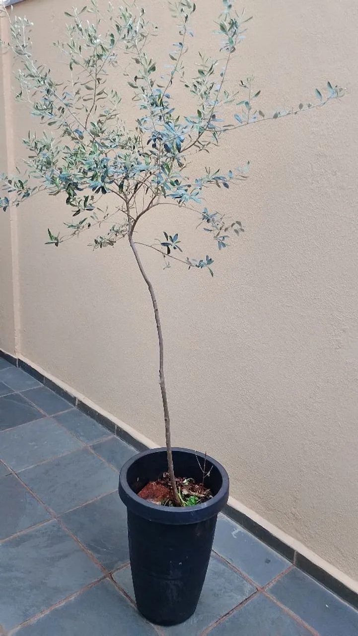 Olive Tree Sapling433925515914792961