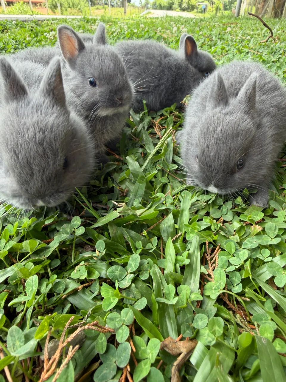 coelhinhos fofossss - Foto 3