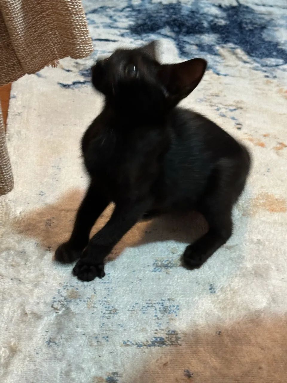 Doação filhote de gato ? - Foto 2