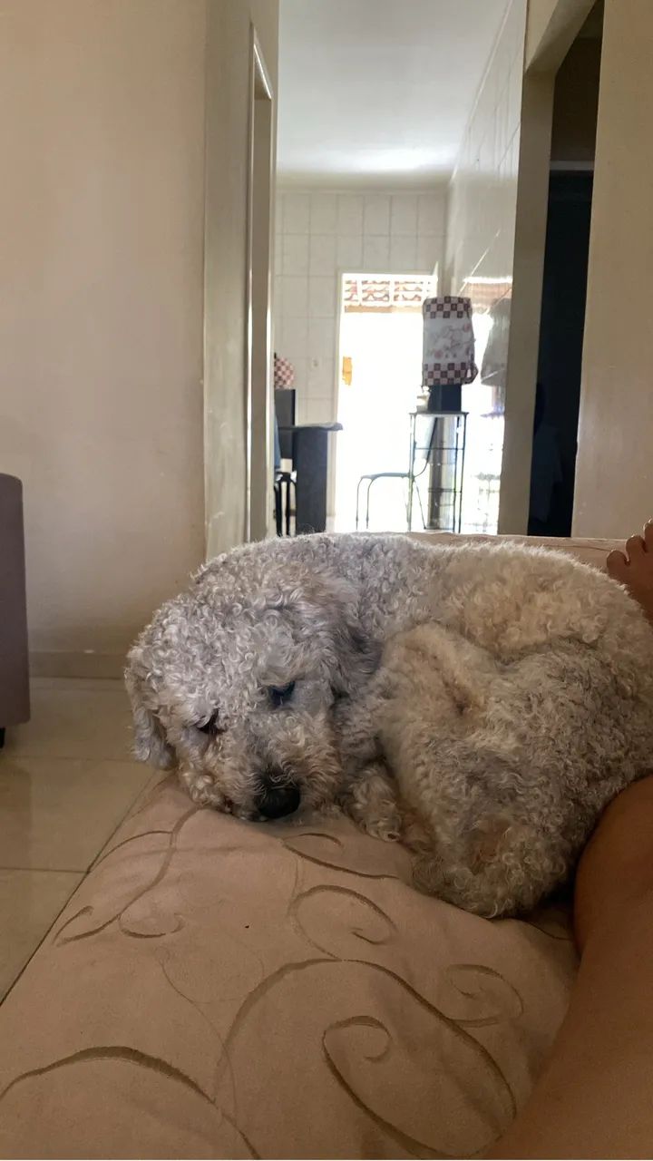Cachorro podlle 
