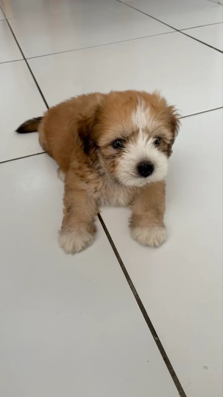 Filhote de poodle com shitzu - Foto 4