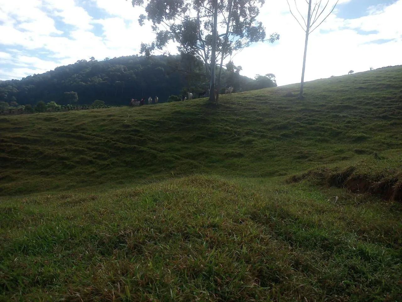 Fazendinha 4 Alqueires Araguia 