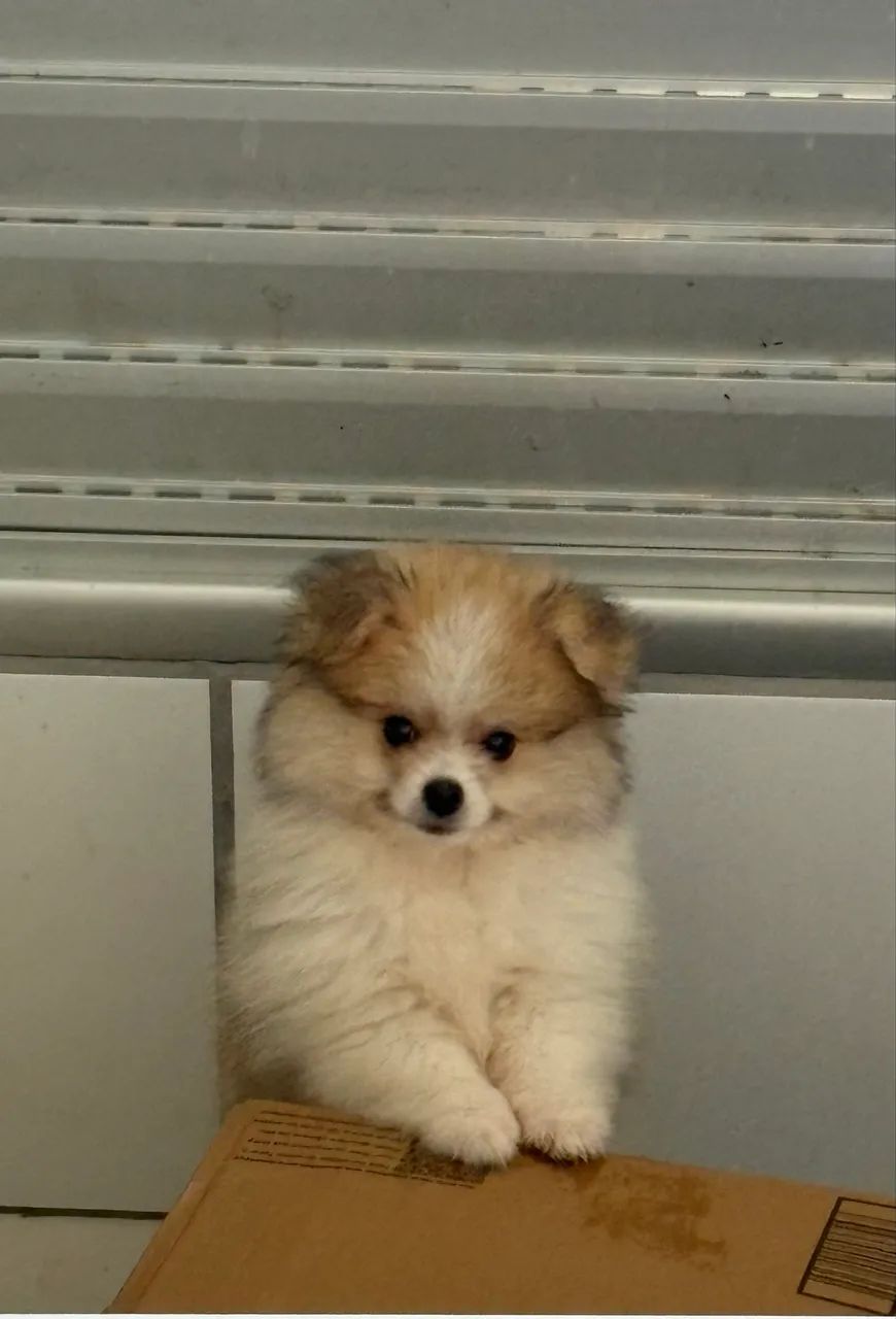 Spitz alemão anão  - Foto 3