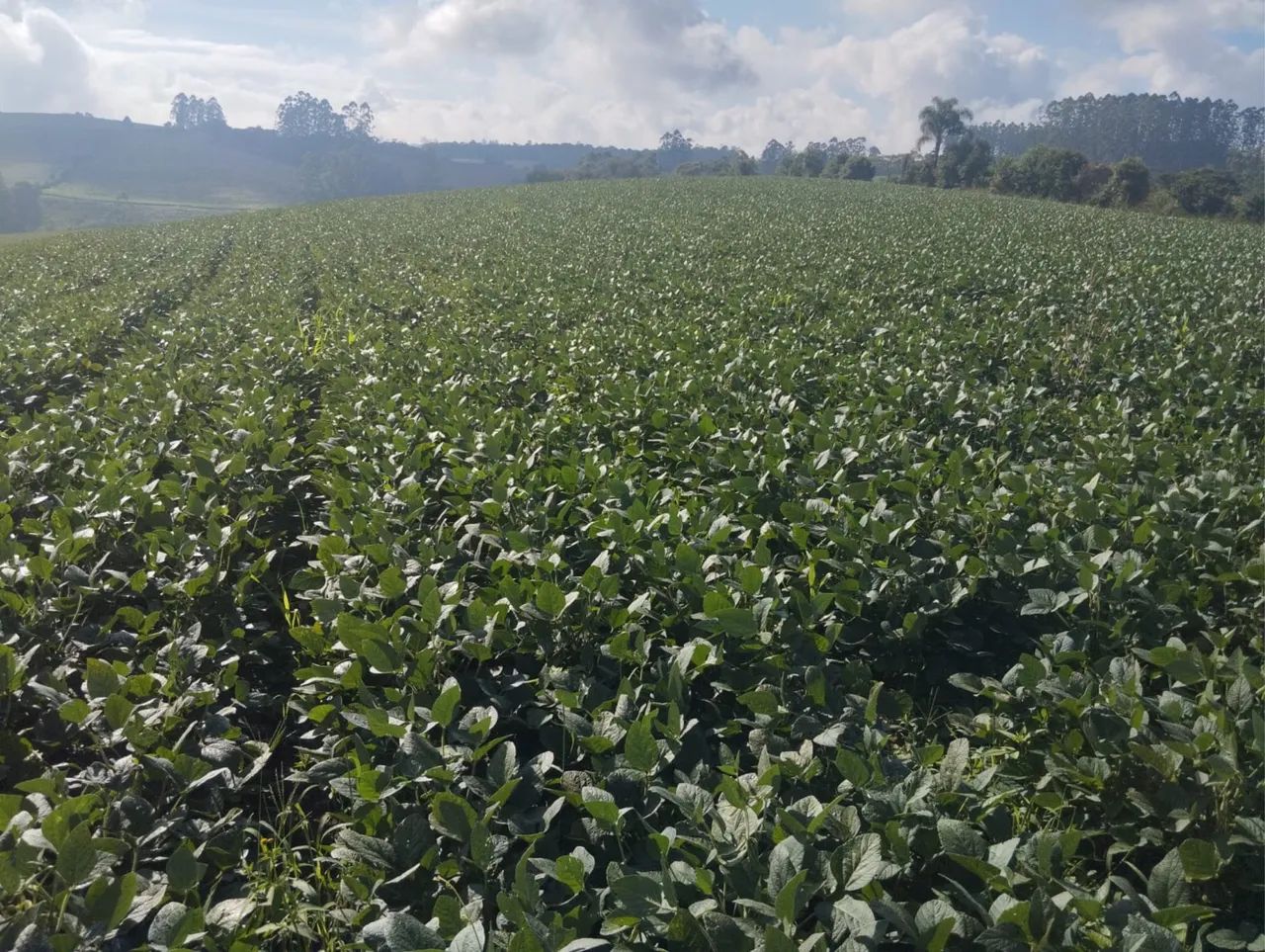 vendo sítio 10 hectares 