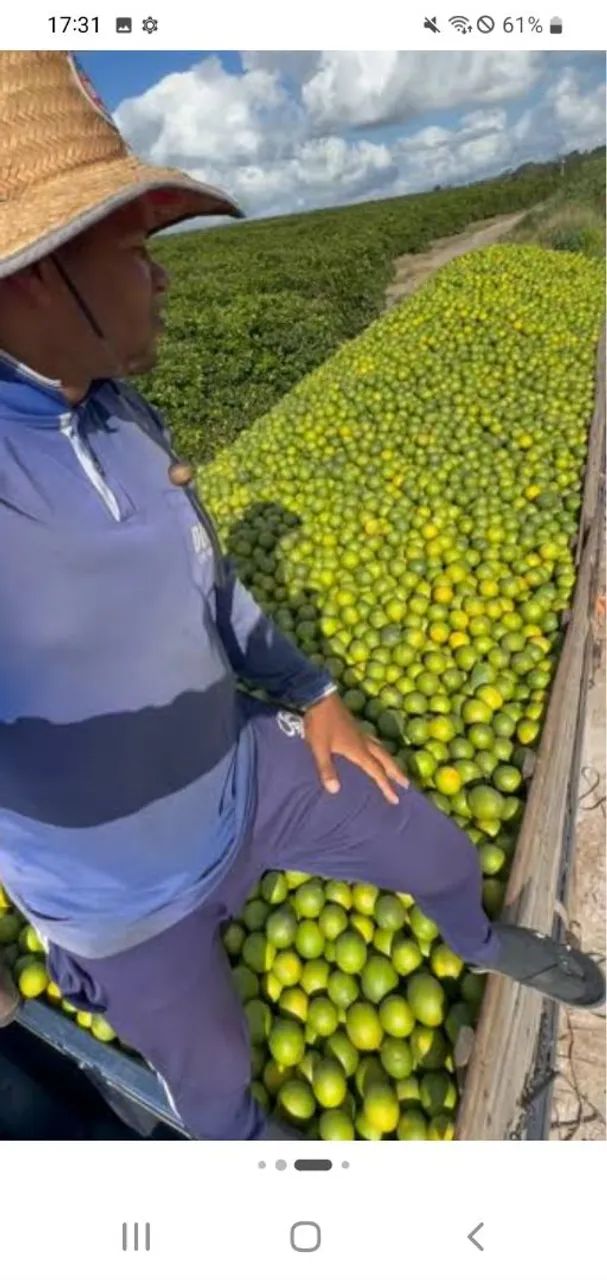 Laranja pera - Foto 5