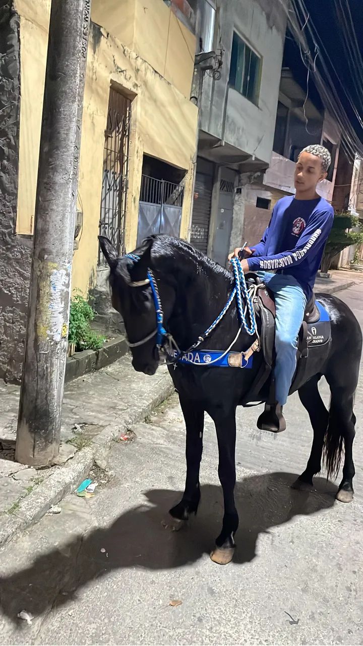 Cavalo mangalarga marchador sem documento a venda  - Foto 3