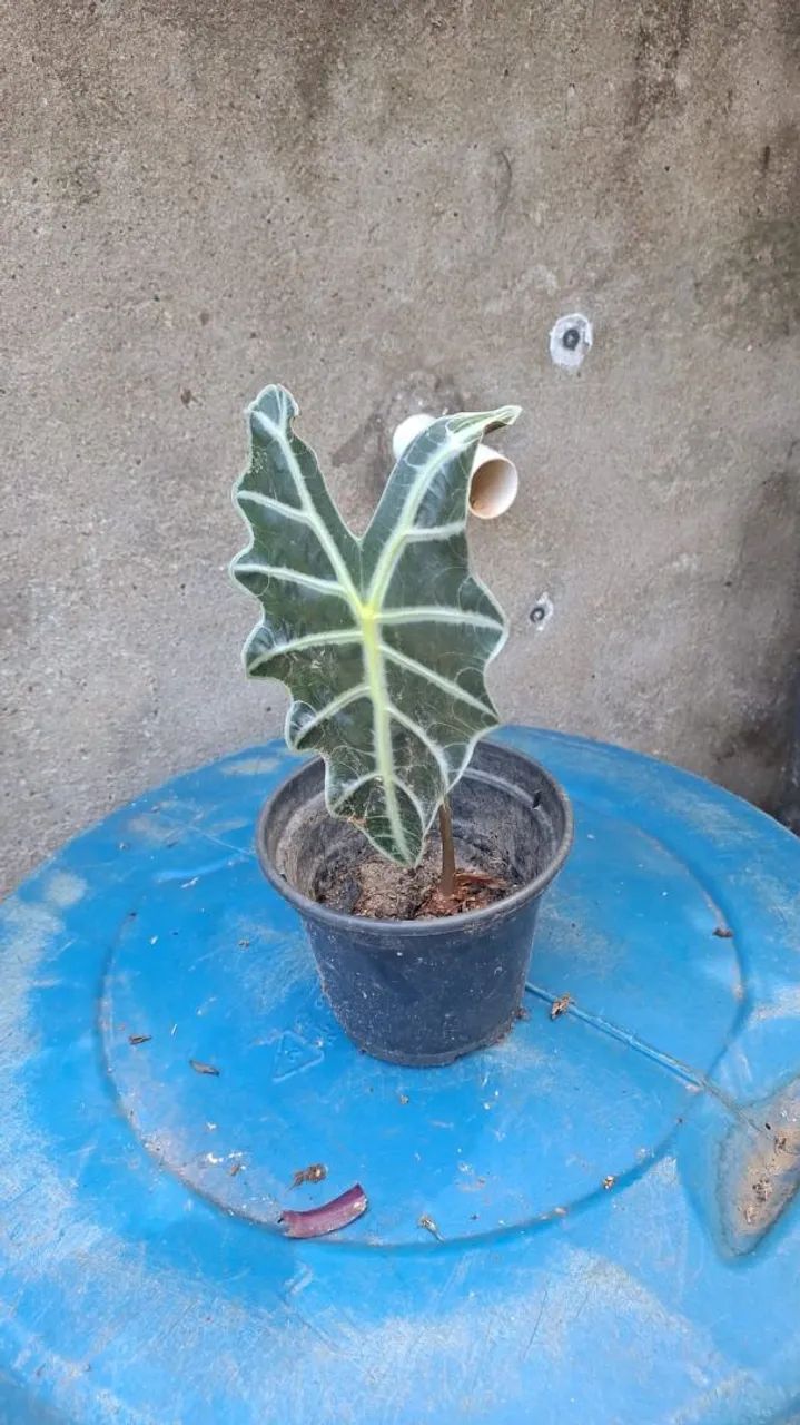 Mudas de alocasia