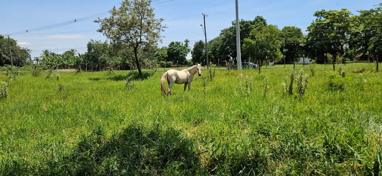 Potro inteiro Mangalarga Marchador