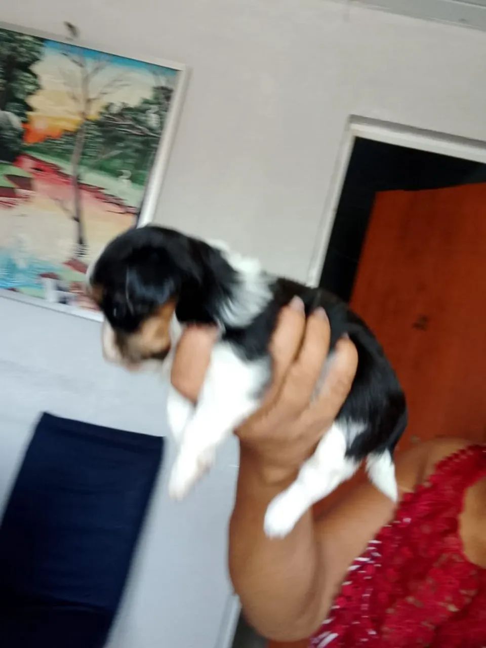 Shi Tzu  - Foto 4