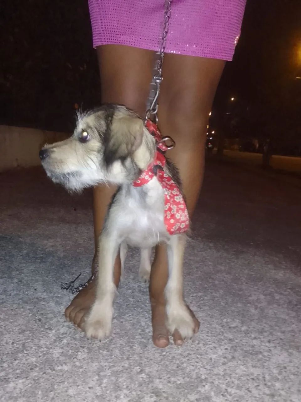cachorro a doação ? - Foto 4