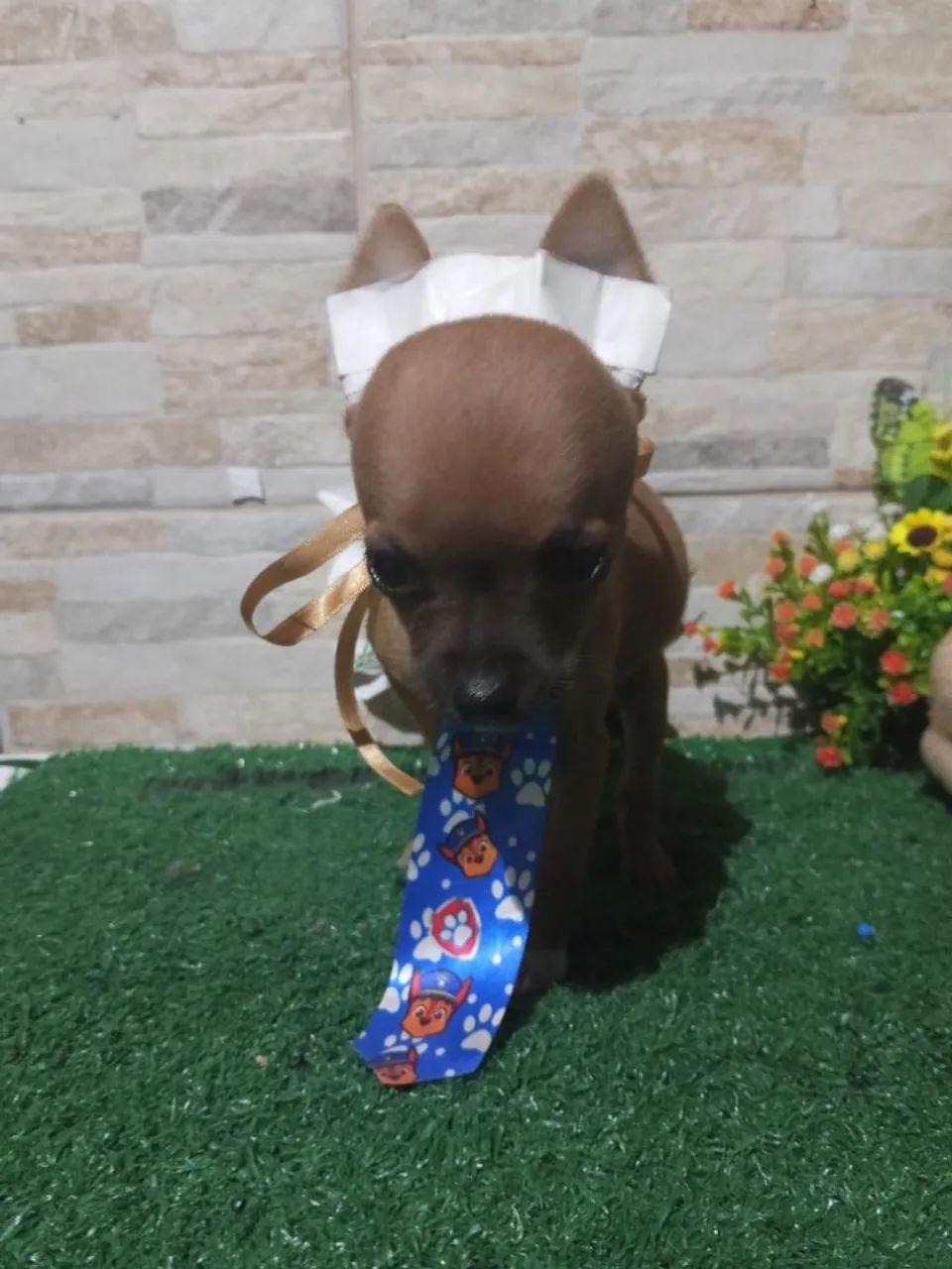 Pinscher  - Foto 2