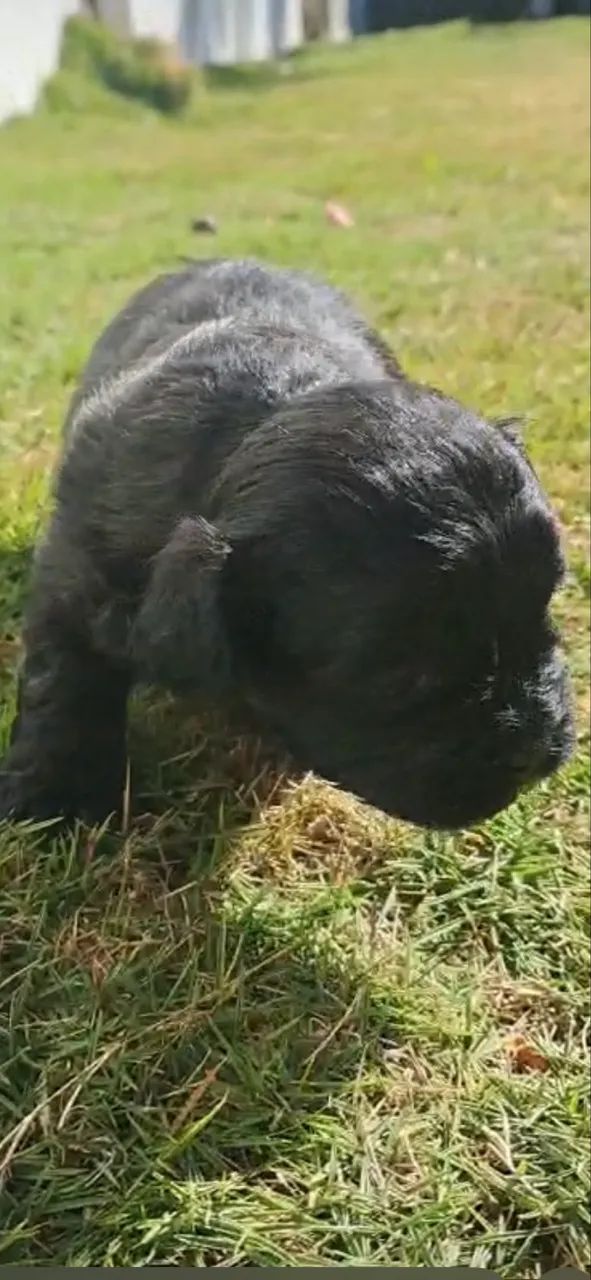 Filhotes de ilhasa apso - Foto 2
