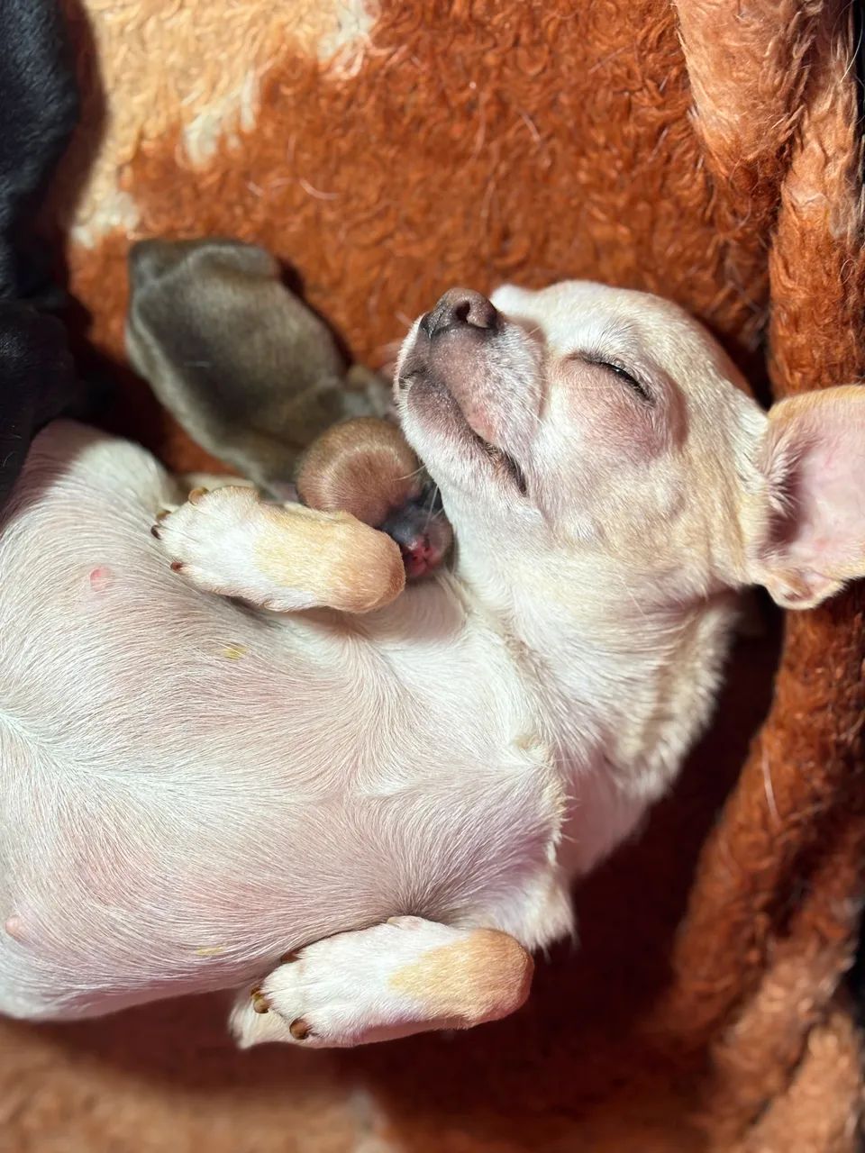 Chihuahuas disponiveis para reserva - Foto 3