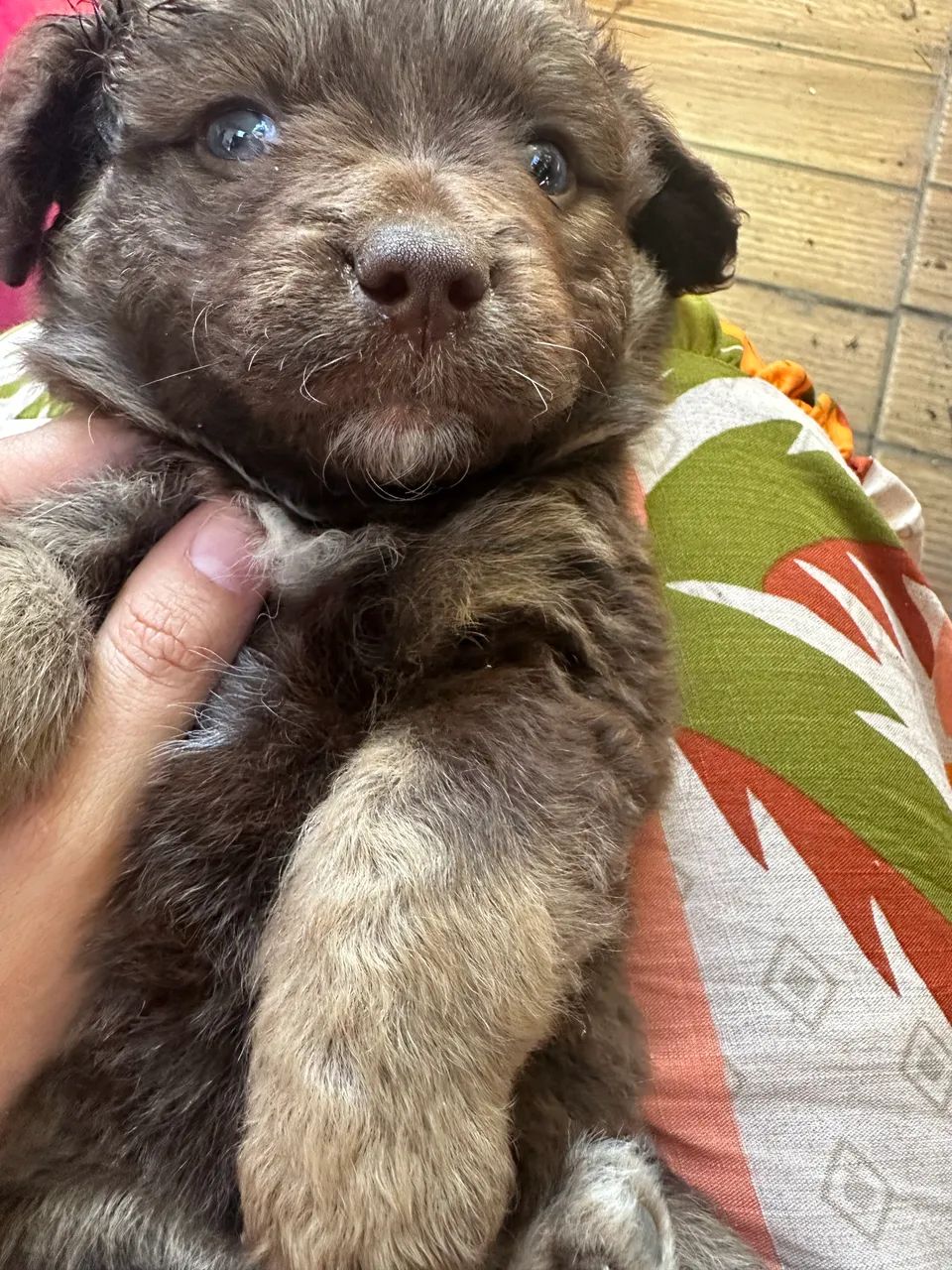 Cachorro Shitzu - Foto 5