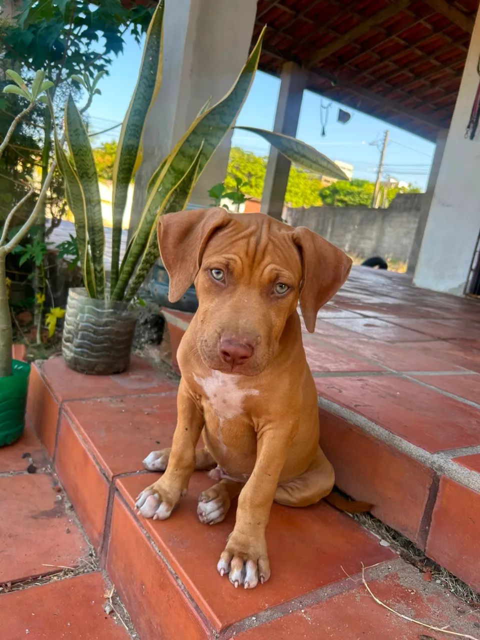 Filhote de Pitmonster com bull terrier - Foto 2
