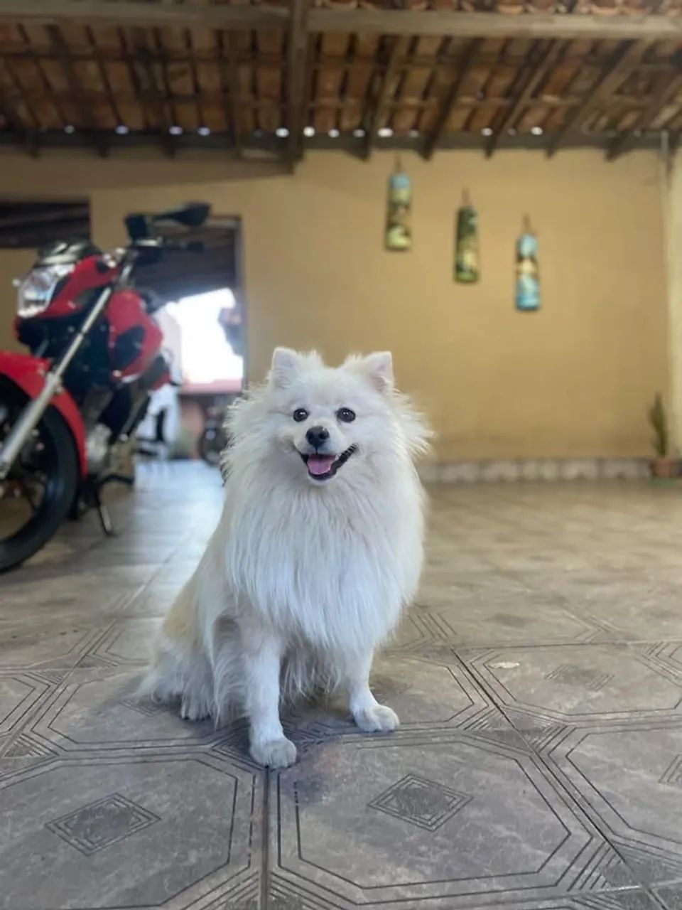 Spitz Alemão - Foto 2