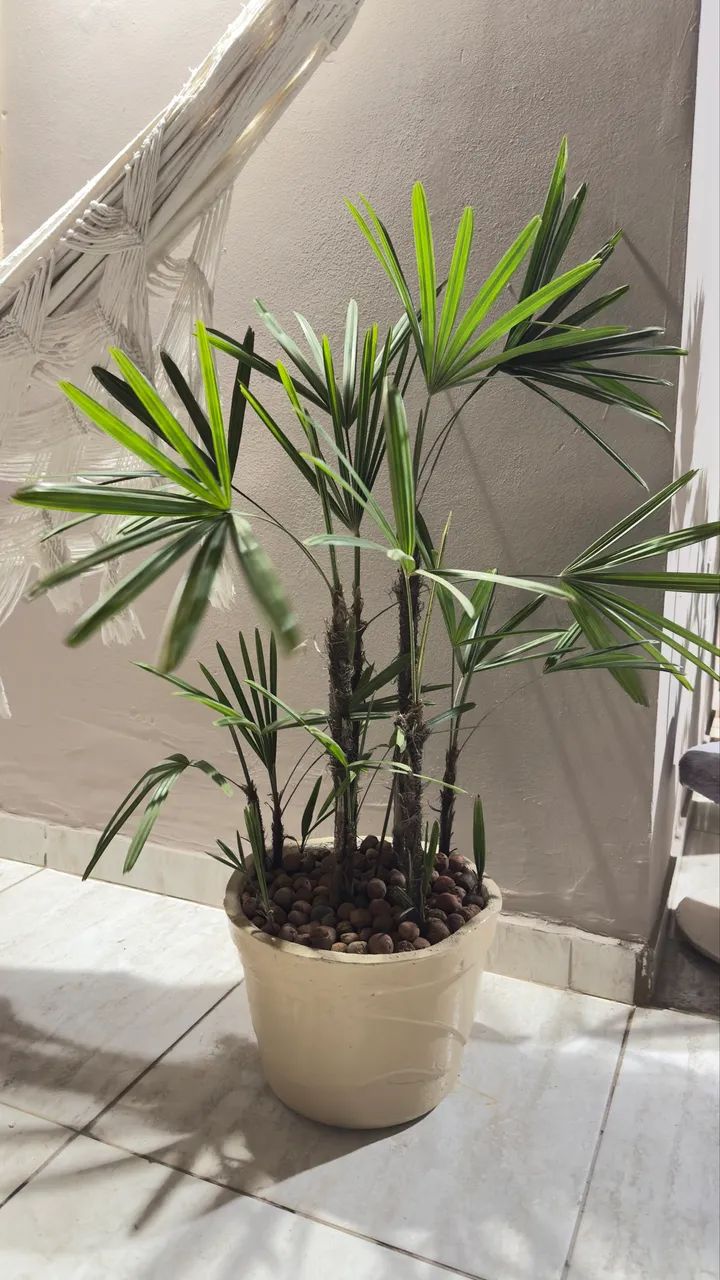 Planta Natural - Foto 4
