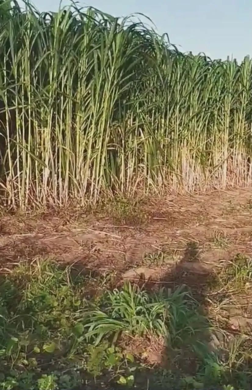 REI DO CAPIAÇU VENDE GEMAS E MUDAS COM ENTREGA GRATIS EM ARACAJU  - Foto 2