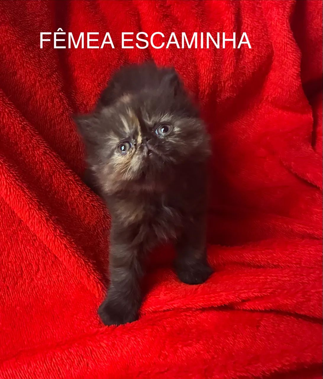 Bebês Gato Persa - Foto 2