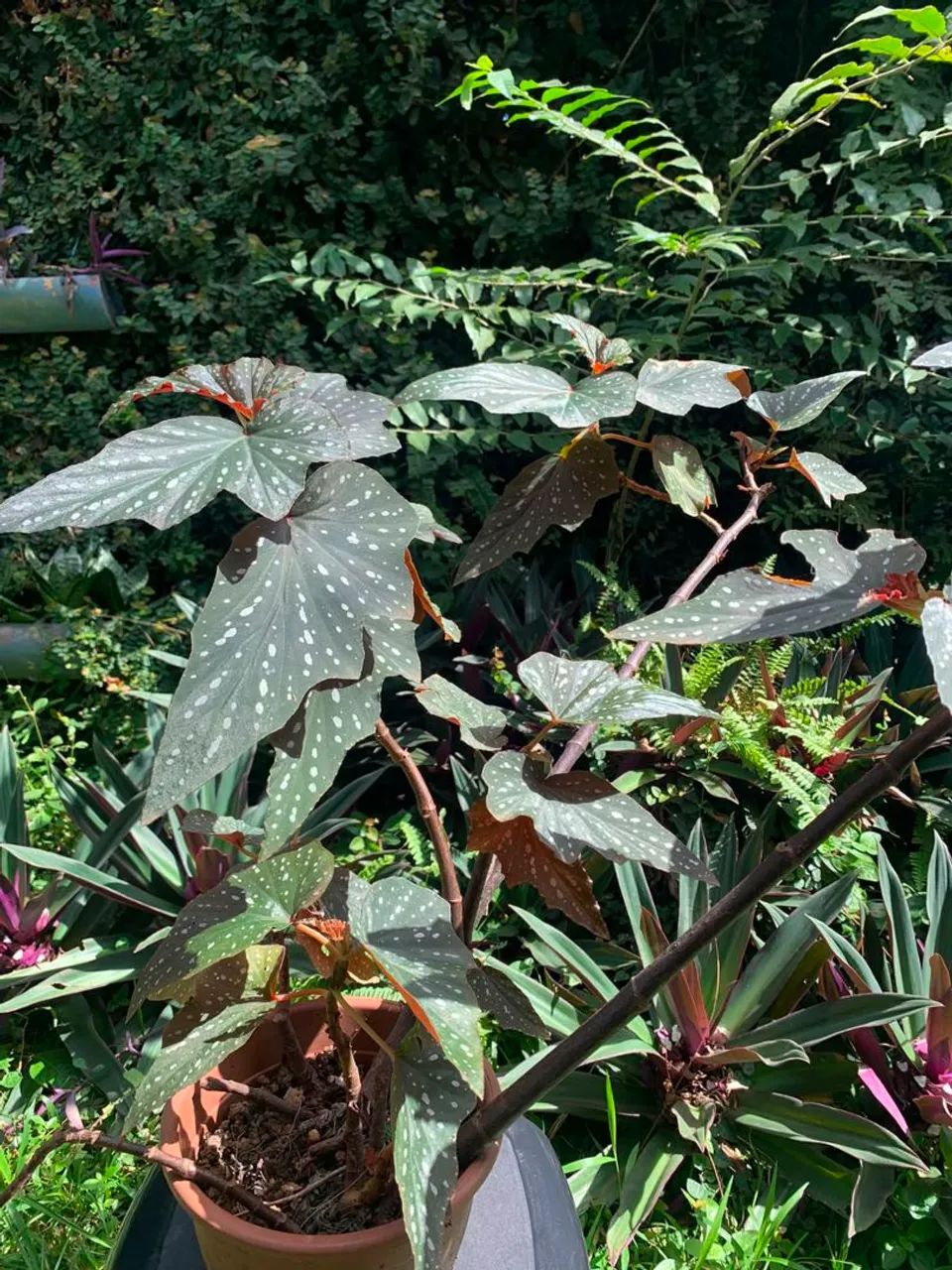 Planta