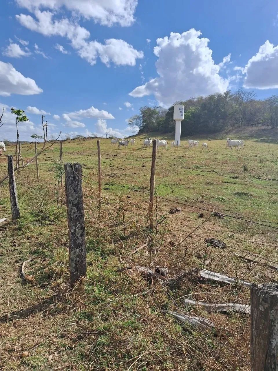 Fazenda - Foto 4
