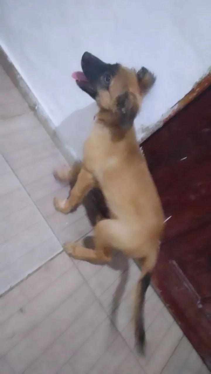 Vendo cachorro 
