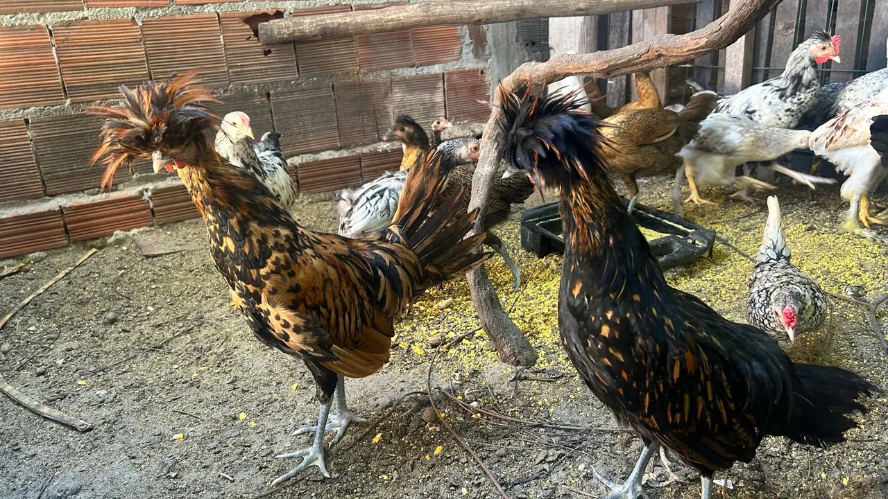 Frangos diversas Raças  - Foto 2