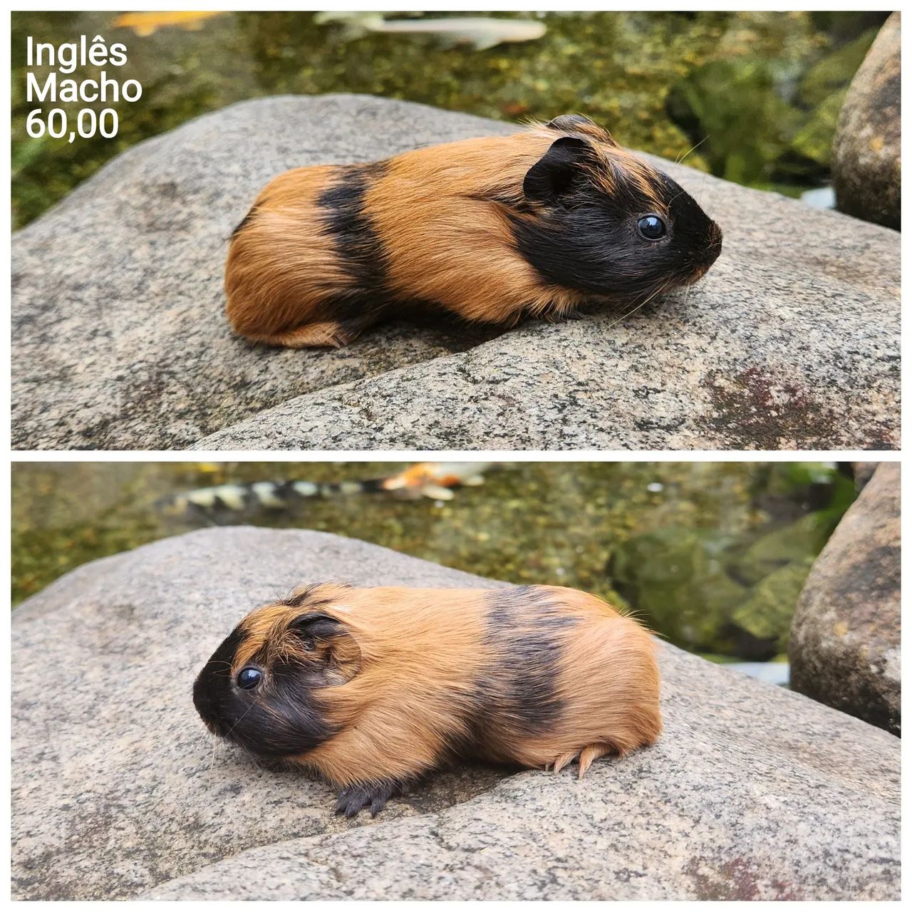 Porquinho da índia  - Foto 4