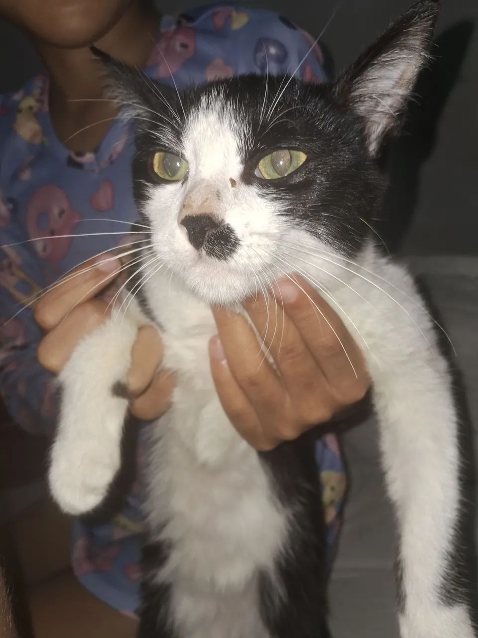 Gatos - Foto 2