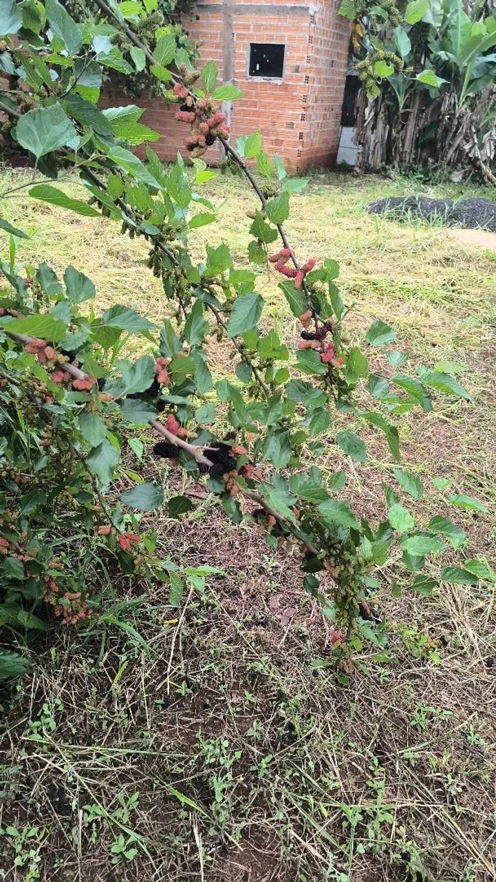 Chácara em condomínio  - Foto 3