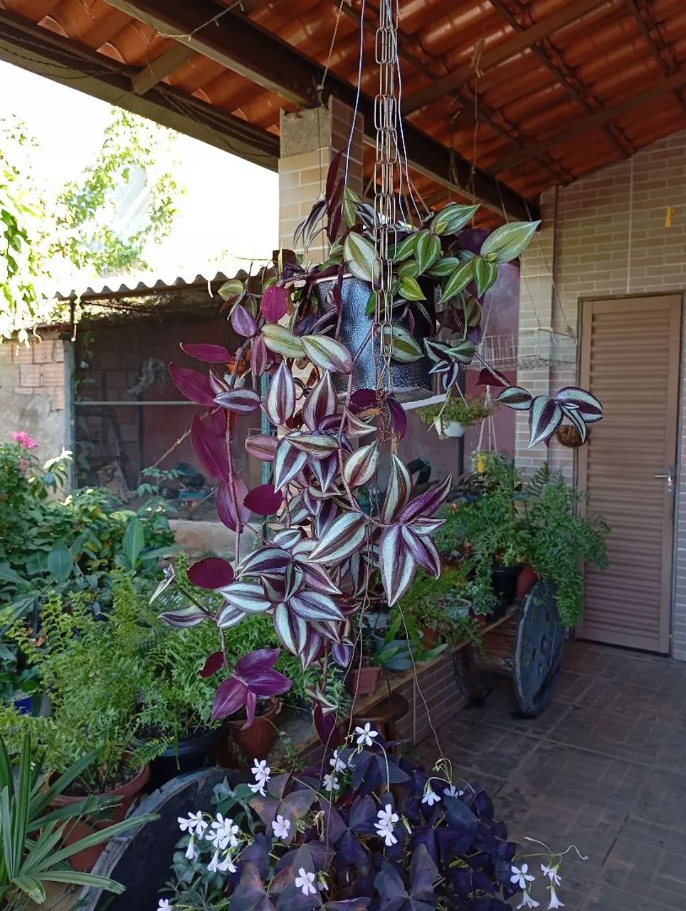 Sementes e plantas  - Foto 3