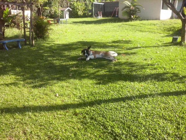 Chácara para complemento de renda Palmeira / Suzano - Foto 10