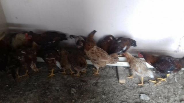 Galinha, frangos, pintinhos, Embrapa 51 - Foto 3