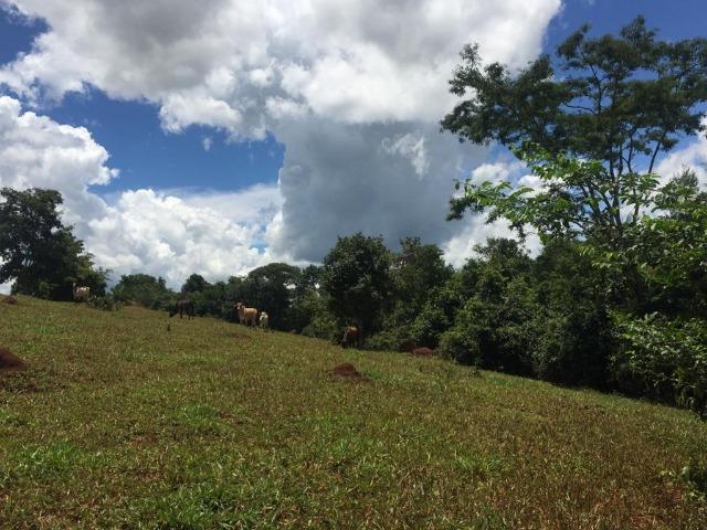 Fazenda com 5,5 Alqueires, Toda Formada, Pontalina Goiás, - Foto 14