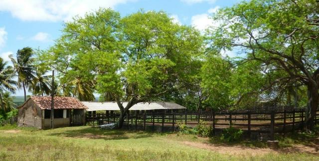 Vendo Fazenda em Ceará Mirim - Foto 5