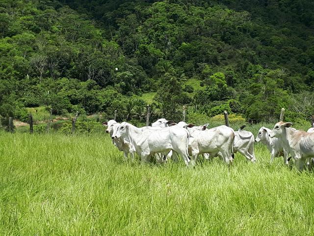 Venda ou arrendamento Excelente Fazenda 540 tarefas em Ubaira - Foto 5